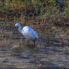 Aigrette