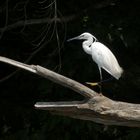 Aigrette