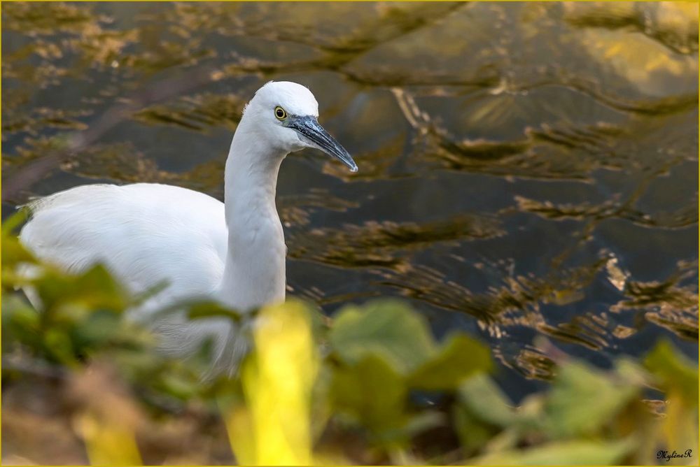 Aigrette