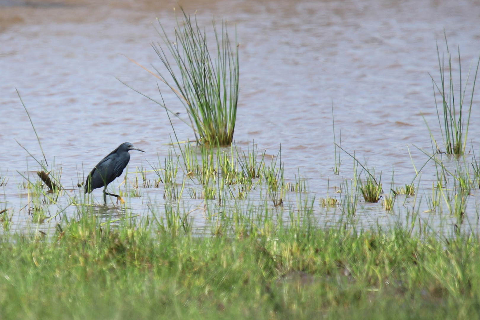 Aigrette ardoisée