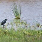 Aigrette ardoisée