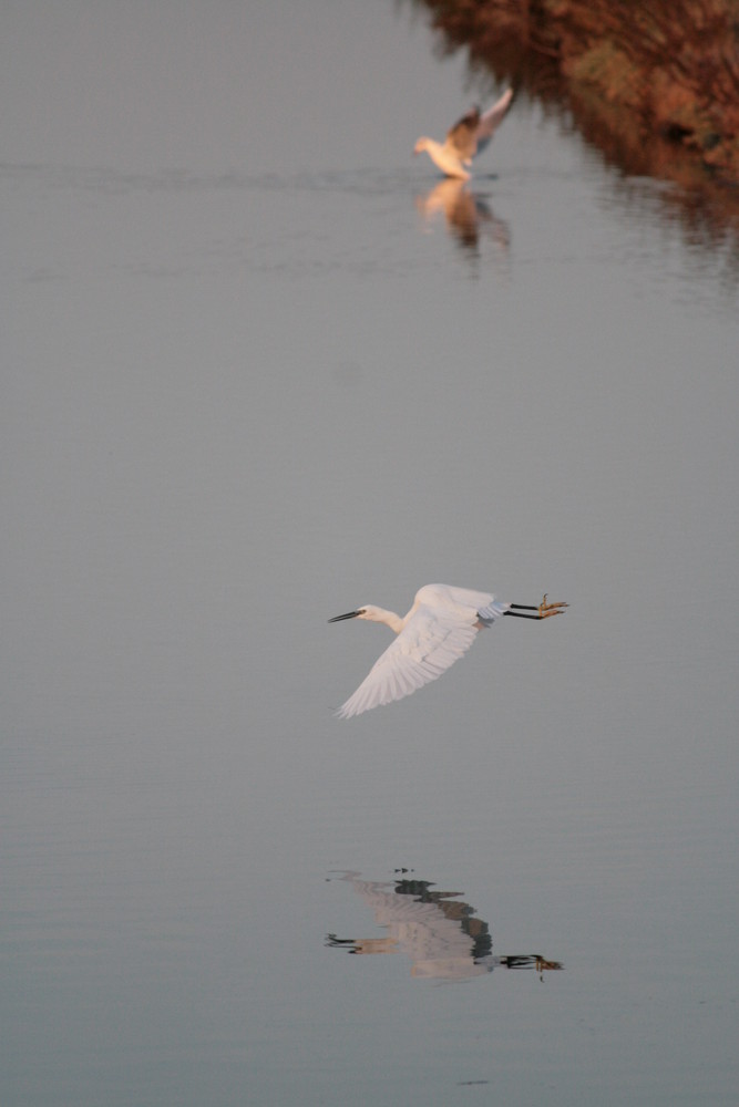 Aigrette au couchant