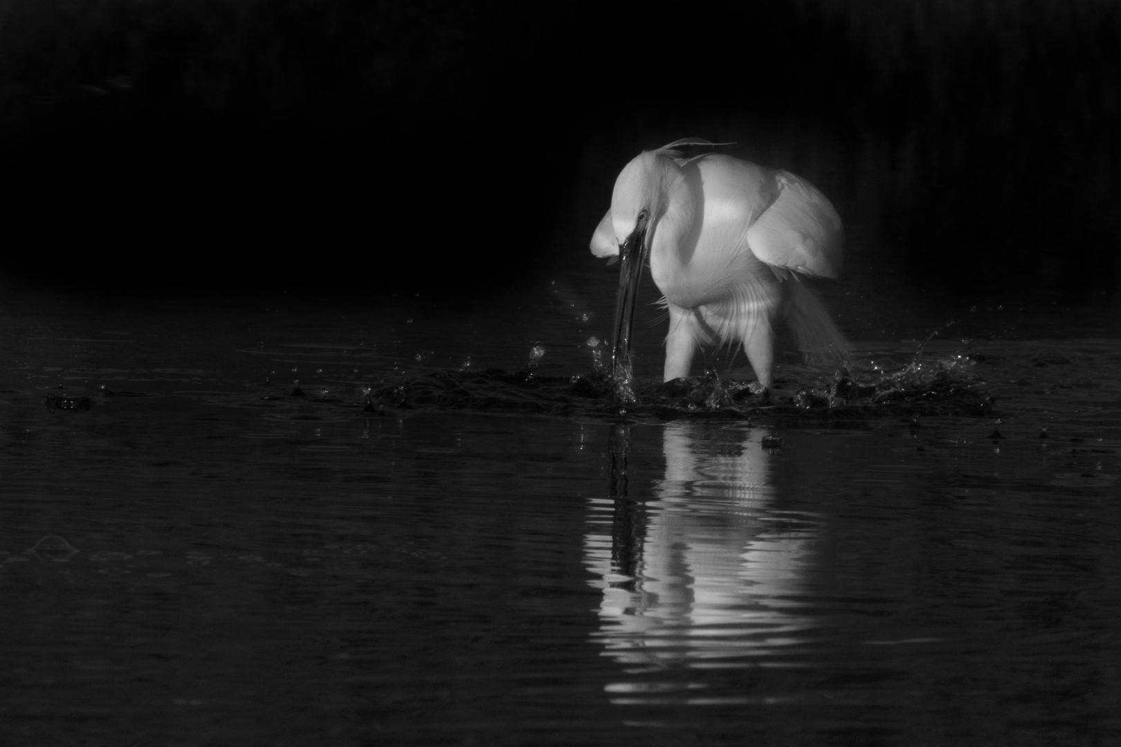 Aigrette au crépuscule