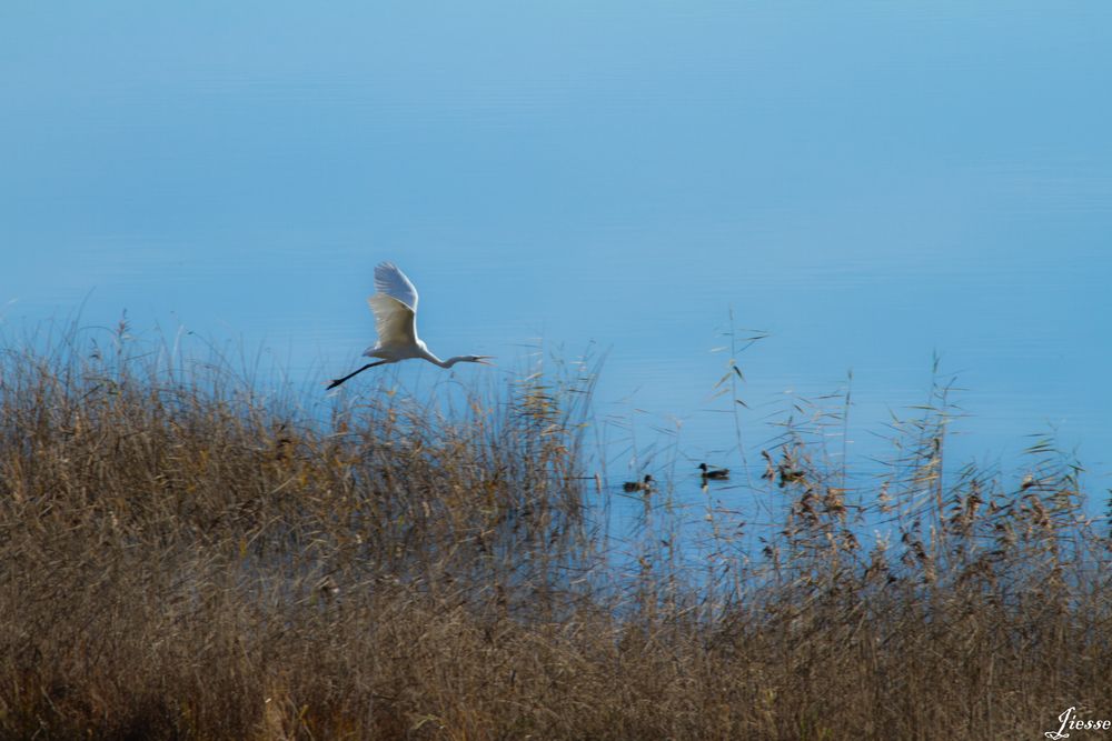 aigrette au décécollage