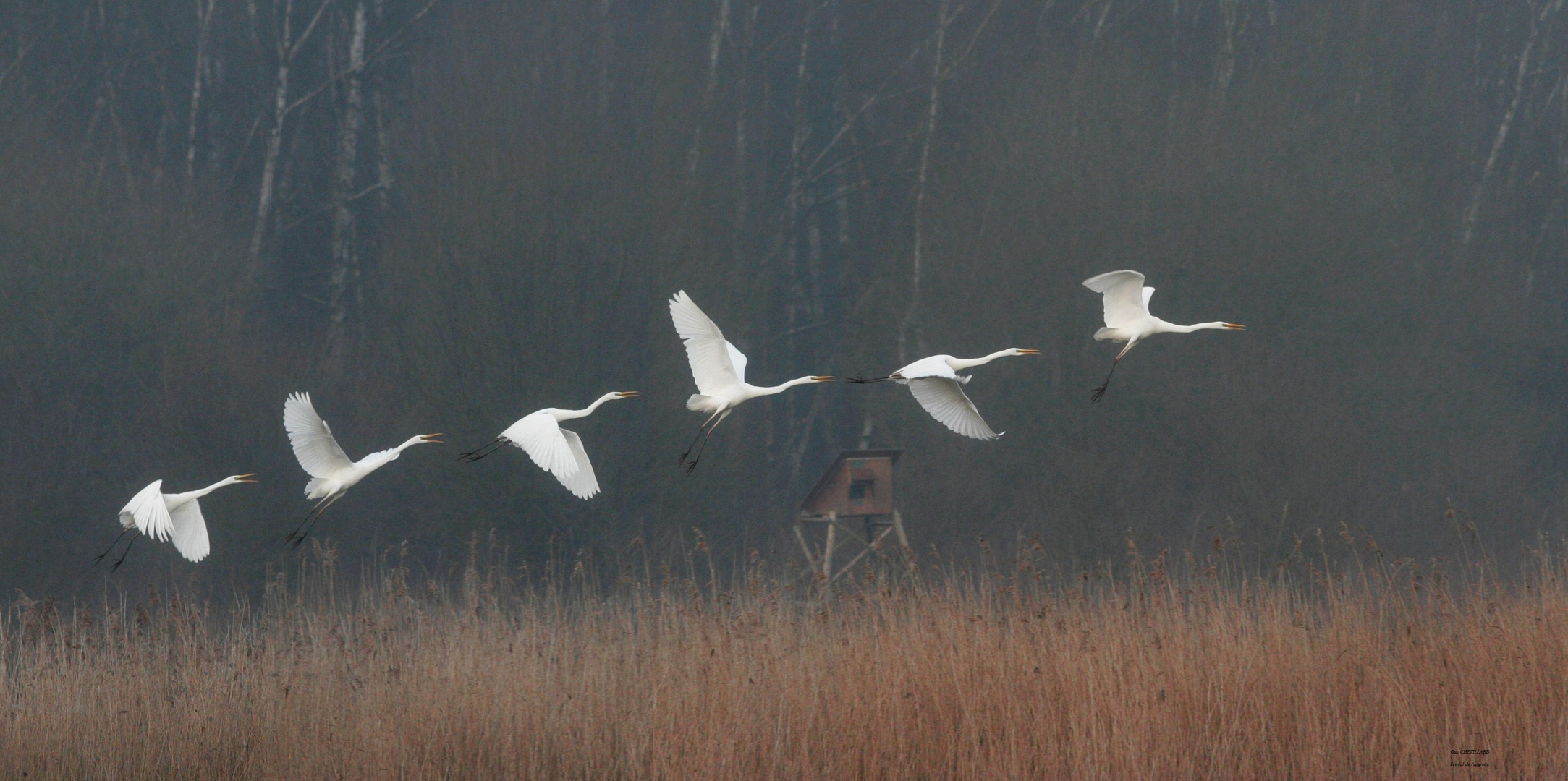 aigrette au décollage