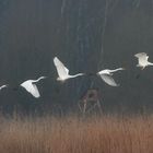 aigrette au décollage