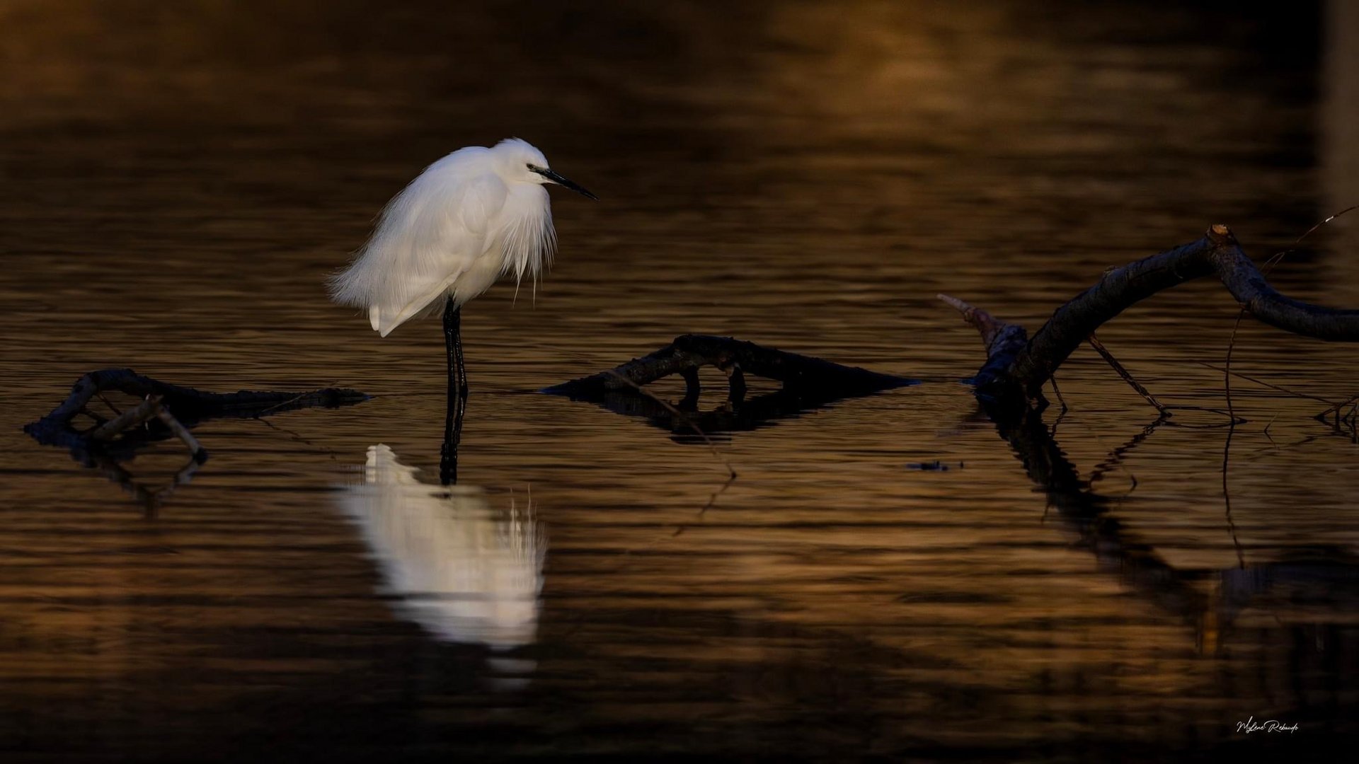 Aigrette au petit matin 