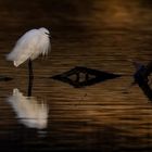 Aigrette au petit matin 