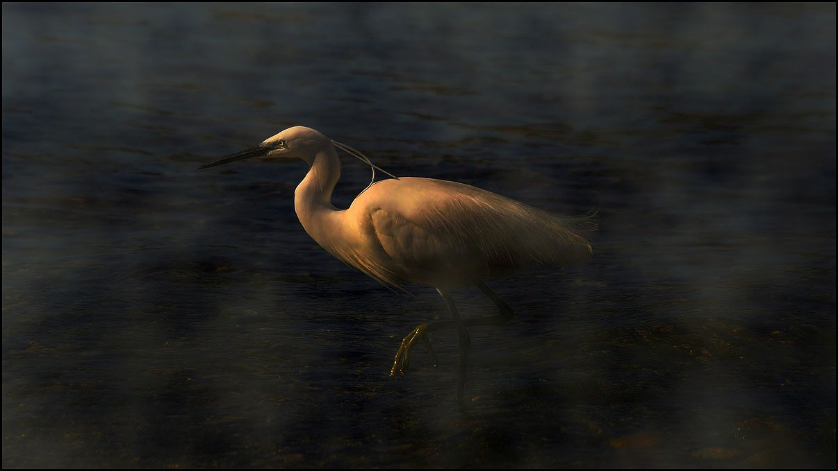 Aigrette