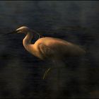 Aigrette