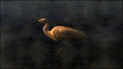 Aigrette