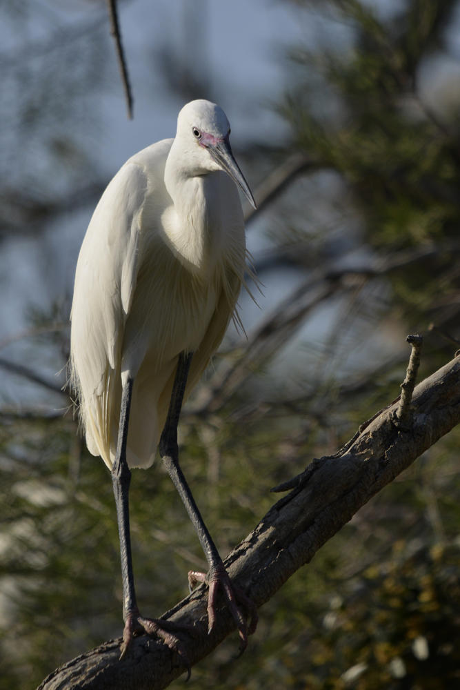 Aigrette