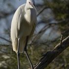 Aigrette