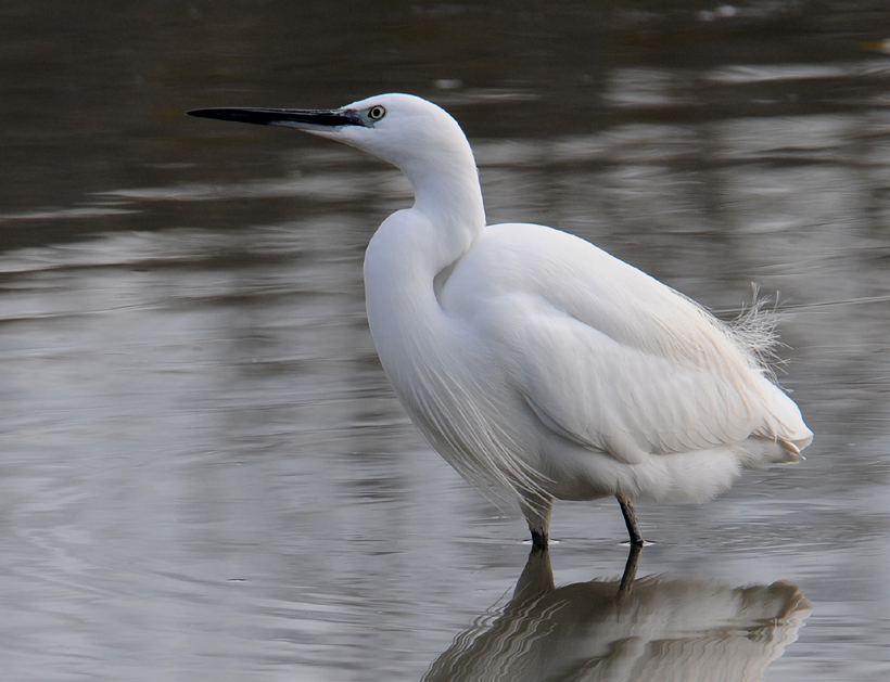 Aigrette.