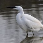 Aigrette.