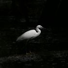 aigrette blanche