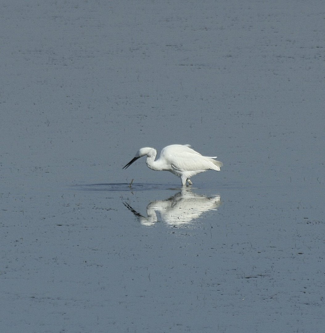 aigrette blanche