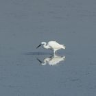 aigrette blanche