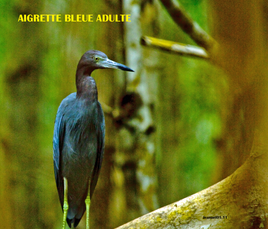 aigrette bleue adulte