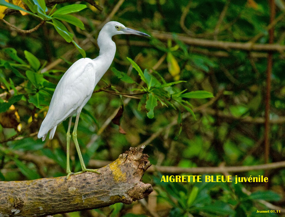 aigrette bleue juvénile