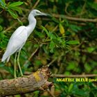 aigrette bleue juvénile