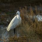 Aigrette .....