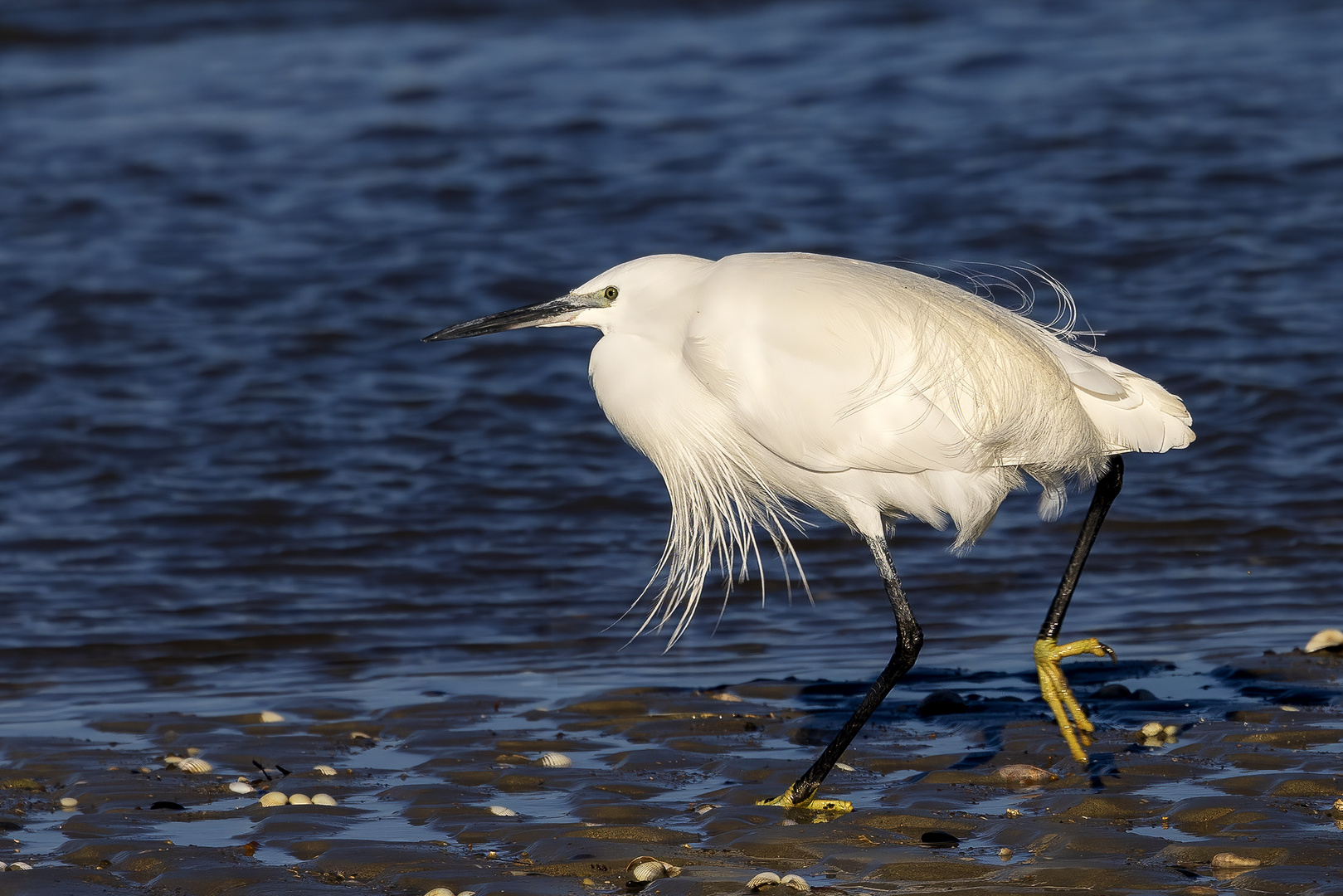 Aigrette