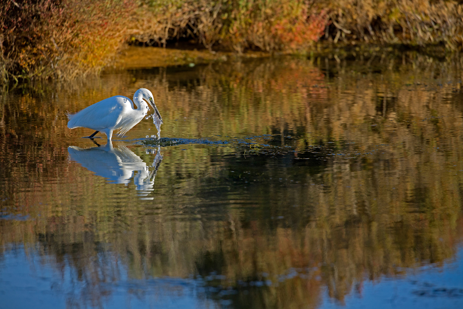 Aigrette 