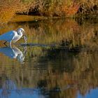 Aigrette 