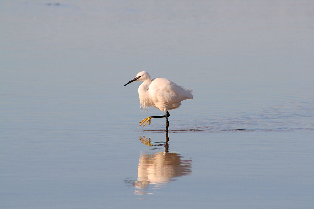 aigrette