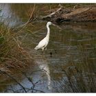 " Aigrette dans le parc ornithologique du Teich "