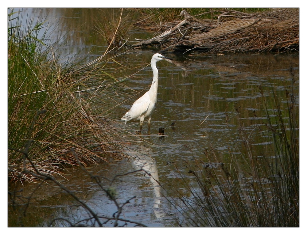 " Aigrette dans le parc ornithologique du Teich "