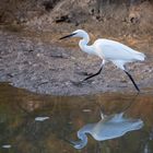 Aigrette