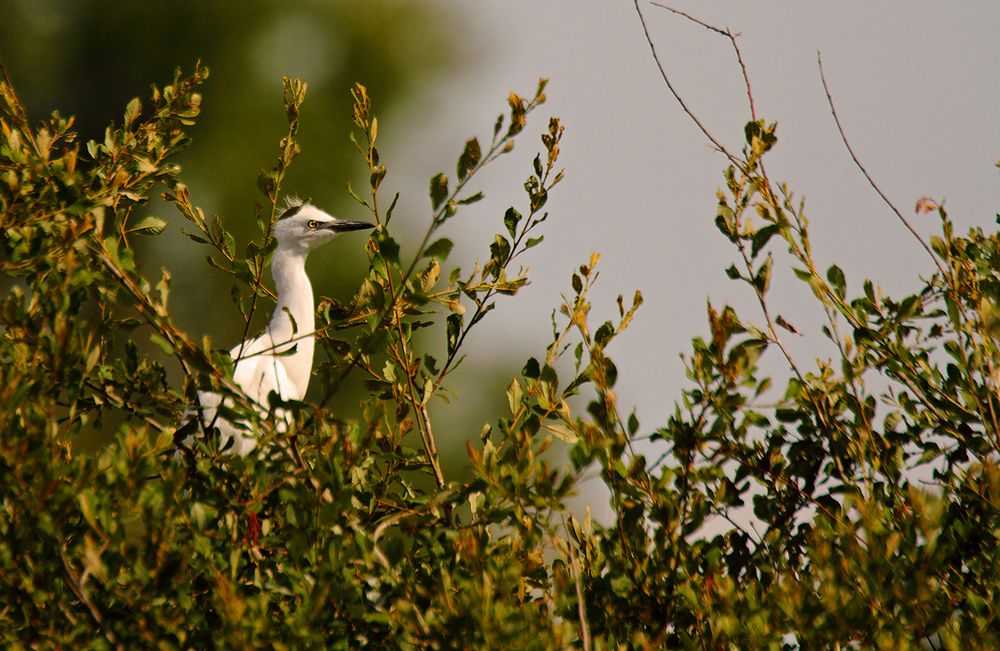 ...Aigrette de la Brenne...