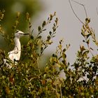 ...Aigrette de la Brenne...