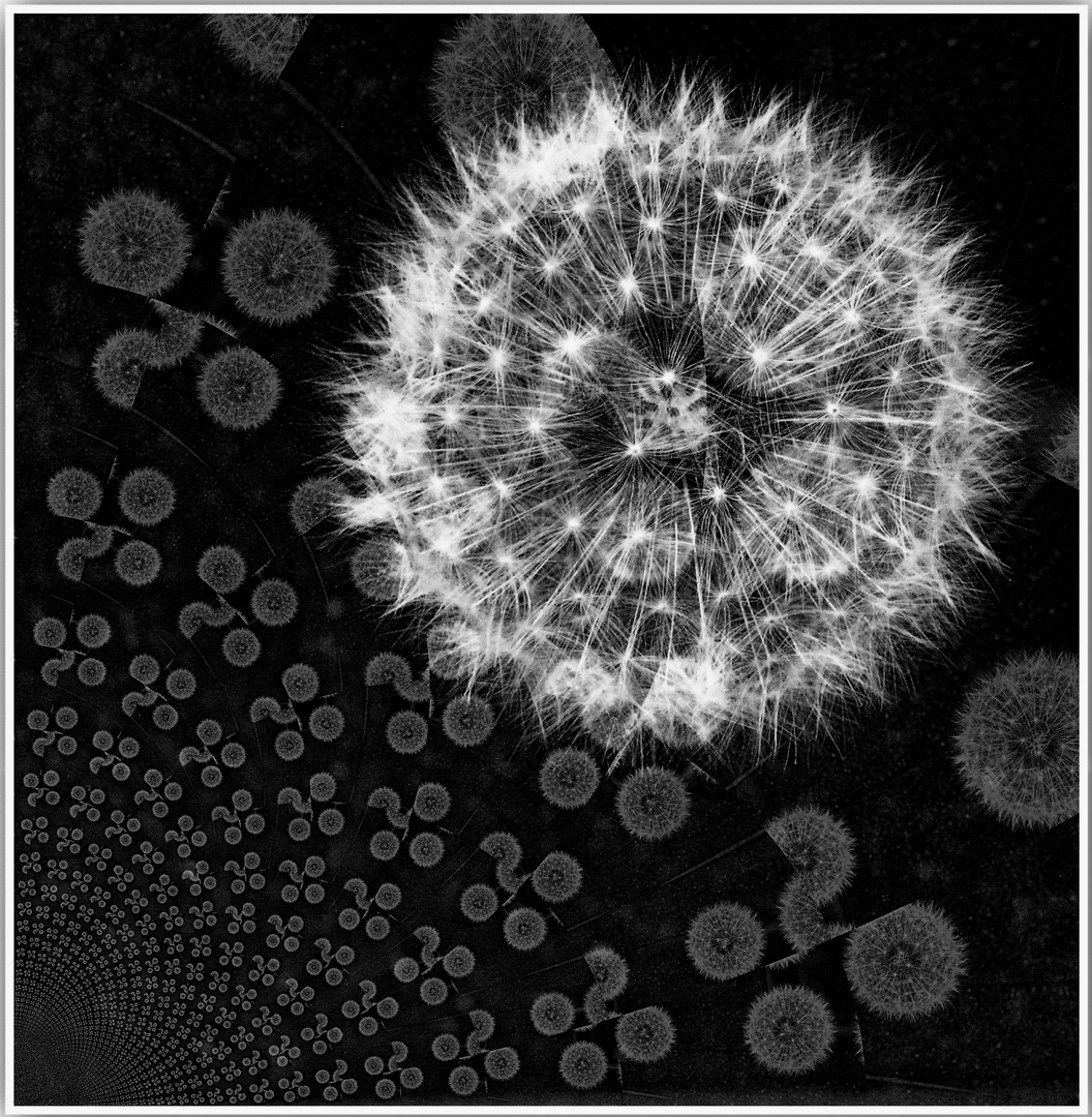 Aigrette de pissenlit  (Taraxacum officinale)