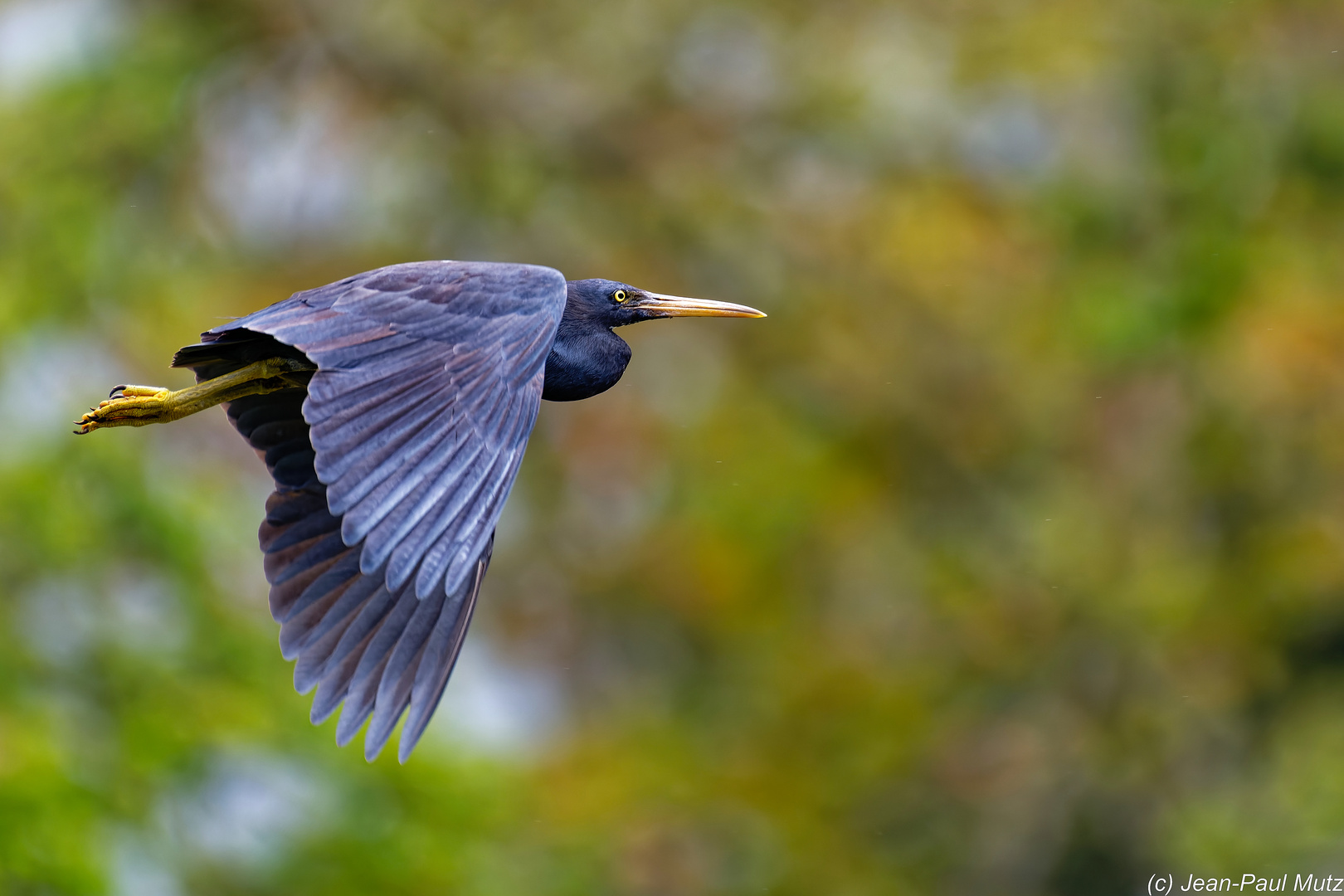 Aigrette de récif noire à Tahiti