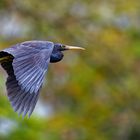 Aigrette de récif noire à Tahiti