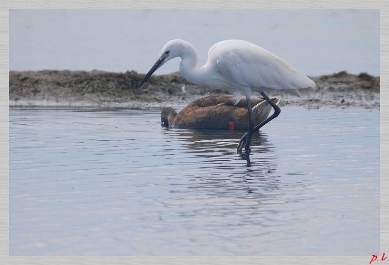 aigrette