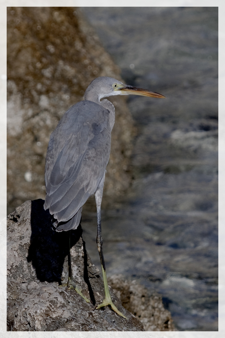 Aigrette des récifs 2