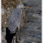 Aigrette des récifs 2