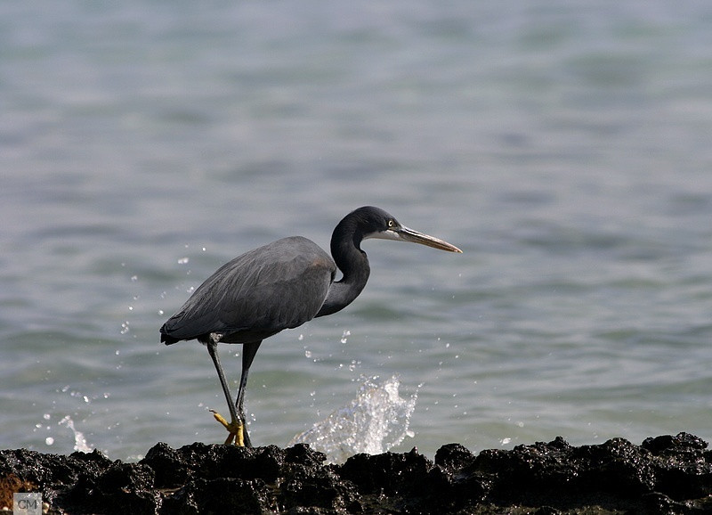 Aigrette des récifs