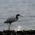 Aigrette des récifs