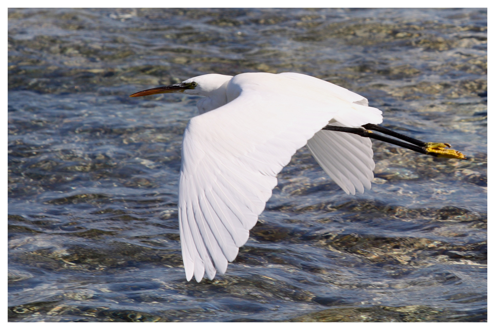 Aigrette des récifs