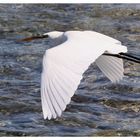 Aigrette des récifs