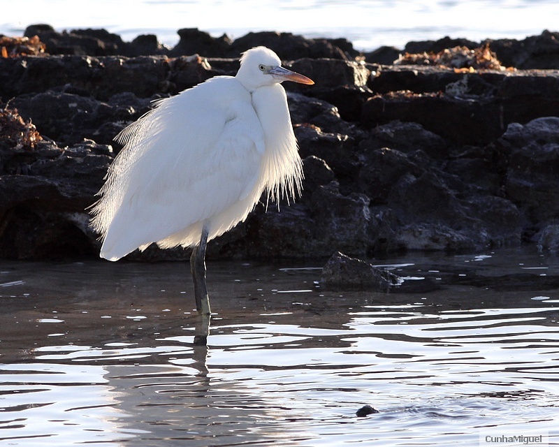 aigrette des récifs