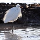 aigrette des récifs