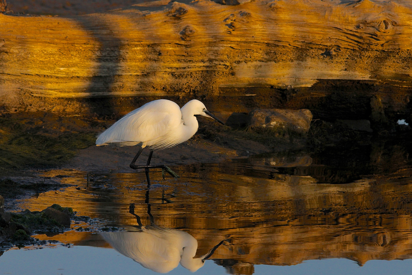 Aigrette du soir