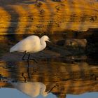 Aigrette du soir