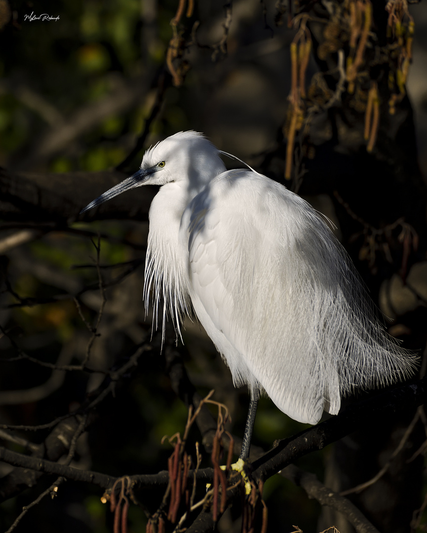 Aigrette